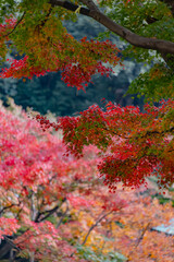 東京都／杉並／紅葉
