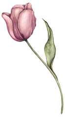 Watercolor hand drawn pink tulip element  isolated on transparent background for wreaths, frames and other compositions.
