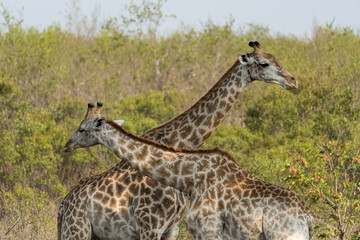Naklejka na ściany i meble Giraffen auf einer Safari im Busch von Südafrika.