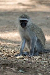 Affe im Kruger Nationalpark in Südafrika.