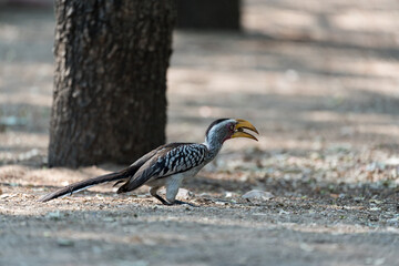 Vogel mit Stein im Schnabel in Afrika. © hannesheigl