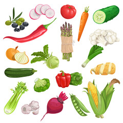 Farm fresh vegetables big set. Collection of veggies icons. Best for menu and package designs. Vector illustrations isolated on white background.