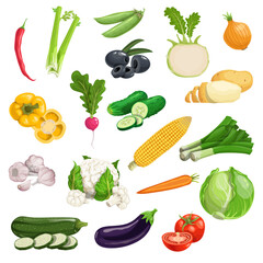 Farm fresh vegetables big set. Collection of veggies icons. Best for menu and package designs. Vector illustrations isolated on white background.