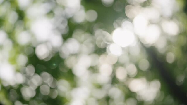 Bokeh backound of green trees on a sunny spring or summer day