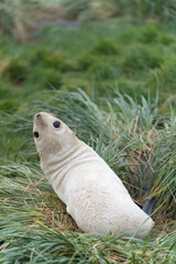 seltenes, helles, blass-blondes, antarktisches Pelzrobben Baby (Arctocephalus gazella) auf...