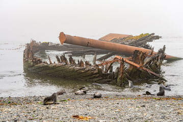 Wracks alter Walfänger Boote in Grytviken Südgeorgien bei Nebel 