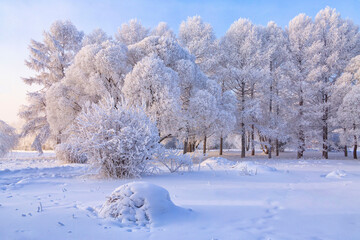 Winter landscape. Trees covered with fluffy white frost on a frosty sunny day.