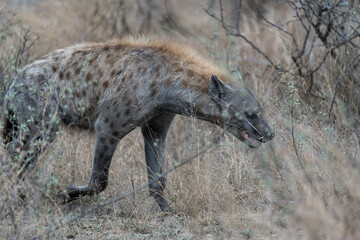 Hyäne auf der Jagd im Kruger Nationalpark in Afrika.
