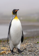 Fototapeta premium edler, nasser Königspinguin (APTENODYTES PATAGONICUS) kommt in Süd Georgien, mit Wassertropfen auf dem Gefieder, aus dem Meer