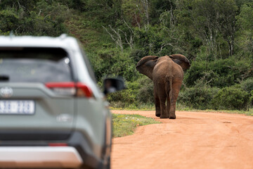 Straße mit Elefant im Addo Nationalpark in Südafrika. - obrazy, fototapety, plakaty
