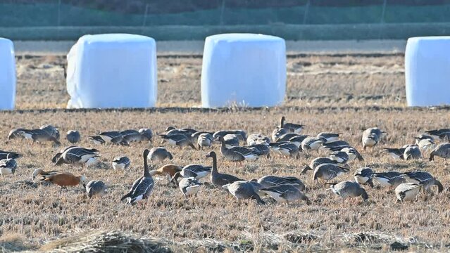 Greater white-fronted goose active in winter feeding. Landscape of Greater white-fronted goose feeding activity in Ganghwa Island, Korea. Winter rice field scenery in Ganghwa Island, Incheon.