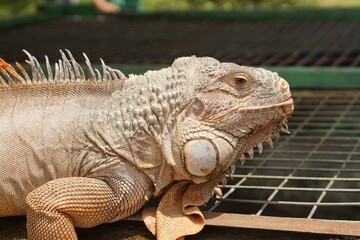 Beautiful close up angle iguana.