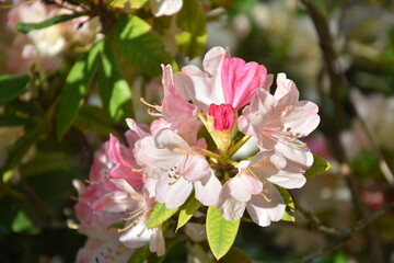 Fototapeta na wymiar Rhododendron weiß-rosa