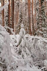 Winter landscape with snow-covered trees, a river in the forest