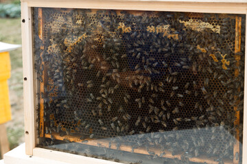 Honey Bees. Honey Bee hive with comb honey and wax in a display behind glass. 