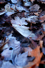 Detailed close up of frozen leaf in winter