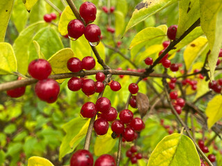 Red berries of a dangerous tree, inedible berries with raindrops