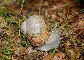 Eine Weinbergschnecke auf einer Wiese.