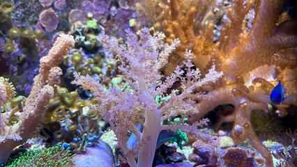 Die unterschiedlichsten Arten und Formen von Korallen in einem Meerwasserbecken.