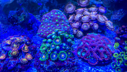Die unterschiedlichsten Arten und Formen von Korallen in einem Meerwasserbecken.