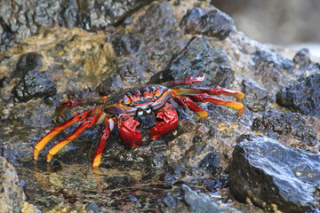 Eine rote Klippenkrabbe oder auch rote Felsenkrabbe auf einem Felsen am Meer.
