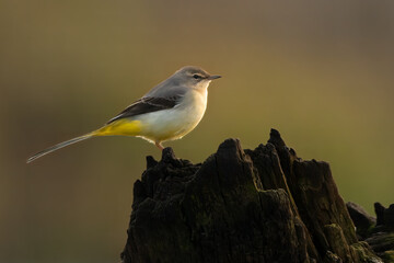 Grey Wagtail