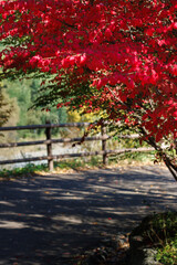 Naklejka premium 紅葉のトンネル