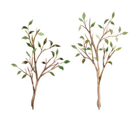 Watercolor set of young trees with green leaves. Wild trees, forest, apple trees, young twigs and leaves.