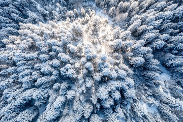 Carpathian, Romania, 2021-12-28. Aerial view of pine trees under the snow illuminated by the sun.