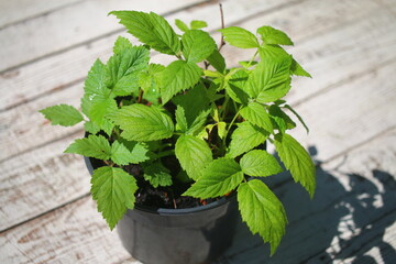 malina Rubus idaeus © Perovskia
