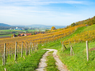 Fototapeta na wymiar Weinfelden, Switzerland - October 29th: A small dirtroad leading through vineyards in autumnal colours