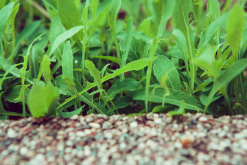 Green dandelion leaves grow in the flowerbed. Young dandelions plants for a poster, calendar, post, screensaver, wallpaper, postcard, banner, cover, website. High quality photo