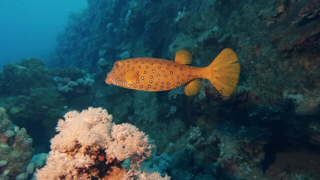 Yellow boxfish swimming in coral reef, ocean underwater exploring. Undersea life, marine ecosystem, ostracion cubicum, tropical exotic fish close view