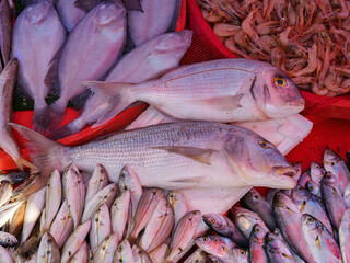 Fototapeta premium fresh fish in the market