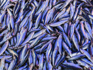 fresh anchovies at the market