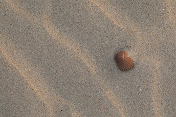 A close-up of a shell on the beach
