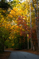 Beautiful Autumn Colors along a Road on a Sunny Day