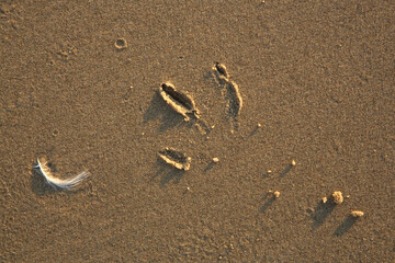 The feather and footprint of a gull on the beach
