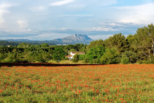 The landscape of C&eacute;zanne - The Sainte Victoire