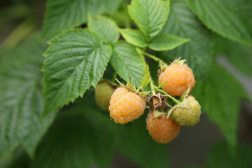 Orange Raspberries growing in a garden
 - obrazy, fototapety, plakaty