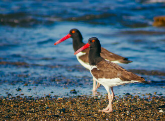 red-billed birds on the shore of the beach in the caribbean