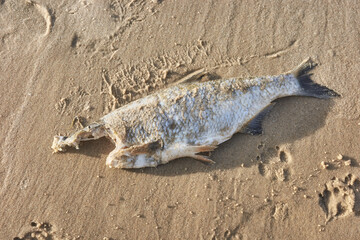 Close up picture of a dead headless fish on a beach, selective focus.