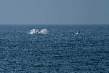 Wale vor der Küste Südafrikas.