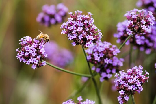 Bumblebee on the purpletop vervain flowers