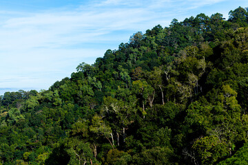 Obraz premium Green forest tree on mountain hills and blue sky.Rainforest ecosystem and healthy environment concept. Green tree forest view and high mountain peaks through a forest.Pictures of natural forest green.
