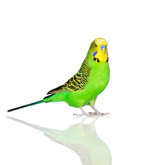 green budgie pet isolated on white background