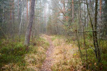 leśna ścieżka, mgła 