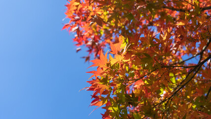 日本の秋・紅葉・もみじ
