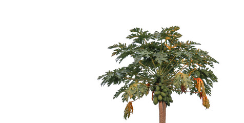 Isolated papaya tree with clipping paths on white background                               