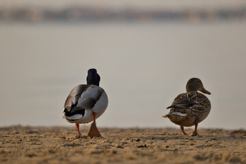 Entenpaar geht am Strand spazieren in Richtung Wasser